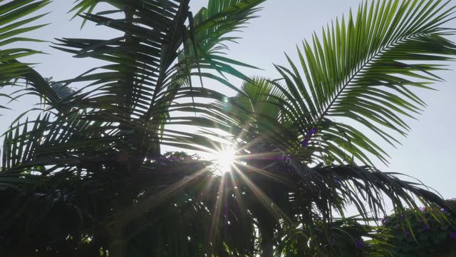 Sun rays shine though palm tree leaves