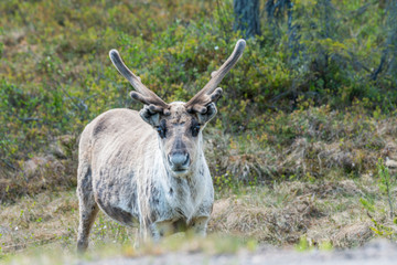 Wildlife portrait of a of reindeer in the wilderness in lappland/north sweden near arvidsjaur. Santas helper, animal and traveling, outdoor concept.