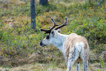Wildlife portrait of a of reindeer in the wilderness in lappland/north sweden near arvidsjaur. Santas helper, animal and traveling, outdoor concept.