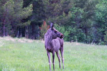 Curious little young moose outdoors in the wilderness. wildlife and animals in the wild concept.