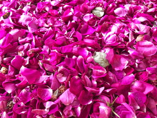 Fototapeta premium Close up Purple rose petals background, 