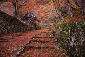 滋賀県 百済寺 紅葉