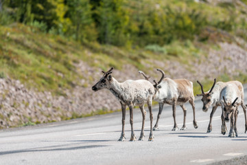 Naklejka na ściany i meble Wildlife portrait of a group of reindeers in the middle of the road in lappland/sweden near arvidsjaur. Santas helper, animal and traveling road trip concept.