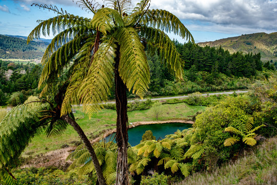 Tall new zealand native punga fern trees with an emerald green lagoon down below in the valley