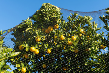 Orange Tree Protected with Bird Netting