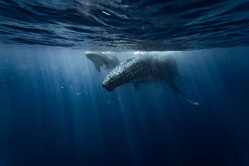 Mama-Wal mit Baby-Wal schwimmt © Stepan
