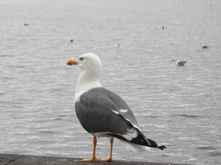 Seagull on harbour wall in Reykjavik City