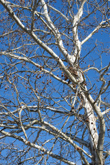 branches of a tree