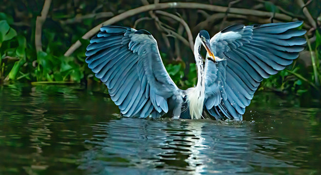 Heron With Prey