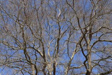 branches of a tree
