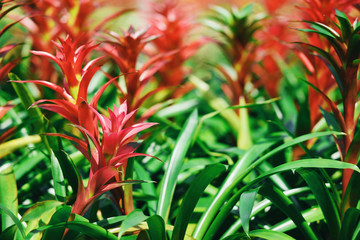 Tropical plant bromeliad flower in the garden - Colorful of bromeliads farm decorate in the nursery background