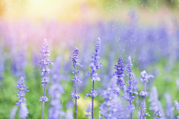 flower lavender fields , Blue Salvia flower blooming in the spring garden - salvia farinacea