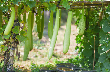 Indian vegetables long winter melon gourd bottle - Calabash gourd or bottle gourd hanging on the...