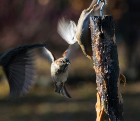 bird on feeder