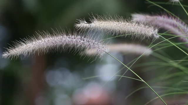 Close up grass flowers footage