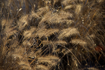 grass in the wind