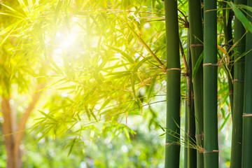 bamboo tree park outdoor nature