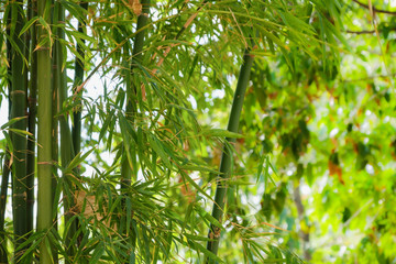 bamboo tree park outdoor nature