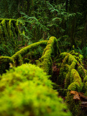 tree roots in forest