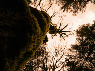 moss covered tree in the forest