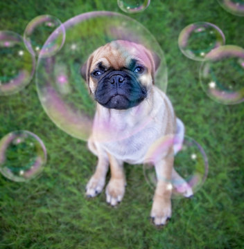 cute chihuahua pug mix puppy playing outside in fresh green grass with soap bubbles