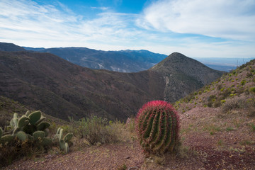 Pink cactus among the desert mountains of Real de Catorce, San Luis Potosi, Mexico, is located in...