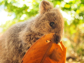 食事中のクォッカワラビー　Eating quokka wallaby in Rottnest island