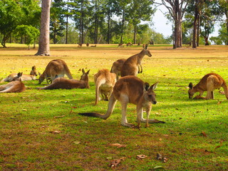 Kangaroo カンガルーの日常