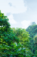 Lush Forest Beside The Road.