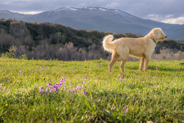 Fototapeta premium Grand Mesa Beauty #1