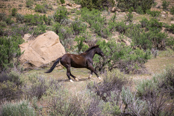 Fototapeta na wymiar Wild Mustangs in Little Book Cliffs #3