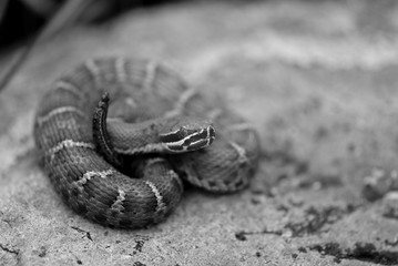 Obraz premium Crotalus willardi willardi