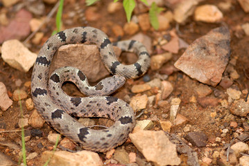 Fototapeta premium Crotalus lepidus klauberi