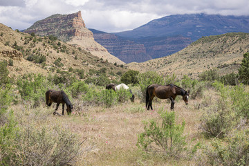 Fototapeta na wymiar Wild Mustangs in Little Book Cliffs #4