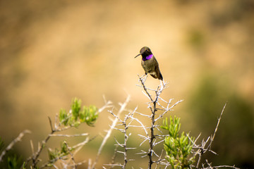 Perched Hummingbird #2