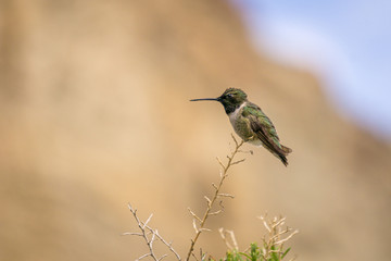 Perched Hummingbird #1