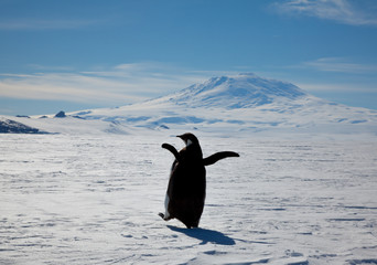 Adelie Penguin, Mt Erebus, McMurdo Station, Antarctica