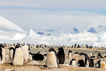 Penguin Colony, Cape Hallett, Antarctic