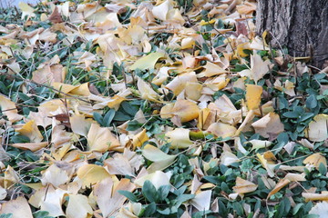 Fallen leaves of yellowed ginkgo scattered on the road in late autumn