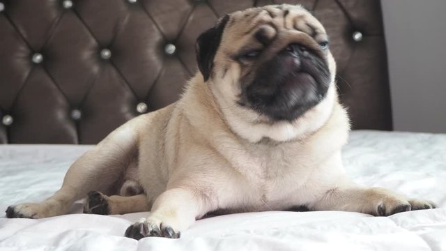 Cute pug dog breed lying on blanket on white bed in bedroom smile with funny face and feeling so happiness after wake up in the morning,Healthy Purebred dog Concept