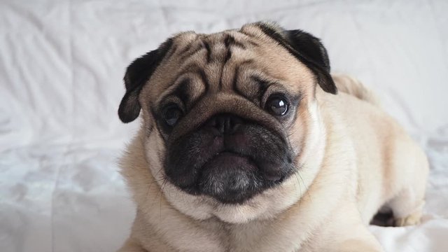 Cute pug dog breed lying on blanket on white bed in bedroom smile with funny face and feeling so happiness after wake up in the morning,Healthy Purebred dog Concept