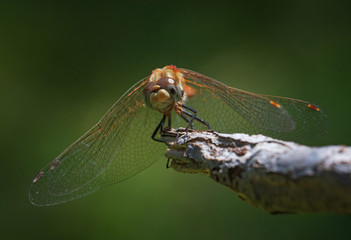pretty dragonfly macro photo