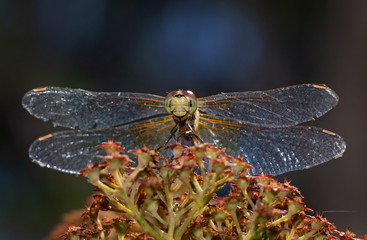 pretty dragonfly macro photo