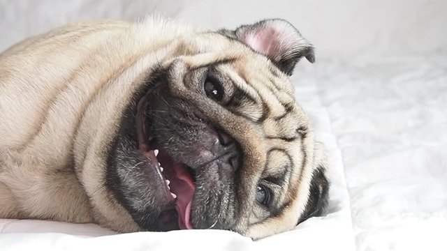 Cute pug dog breed lying on blanket on white bed in bedroom smile with funny face and feeling so happiness after wake up in the morning,Healthy Purebred dog Concept