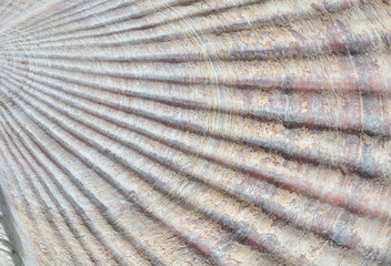 Surface of shell of scallop 6