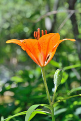 Wild lily (Lilium pensylvanicum) 7