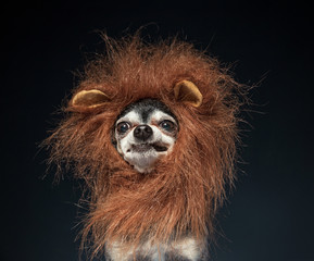 cute chihuahua in a lion mane costume isolated in a studio setting background © annette shaff