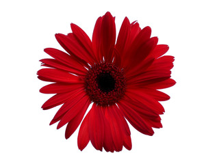 Gerbera flower isolated on white background. Gerbera daisy or Red flower for flower frame or other decoration.