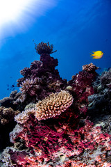 A yellow chromis fish swimming over the reef in Fiji