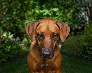 Beautiful rhodesian ridgeback in front of a pretty garden